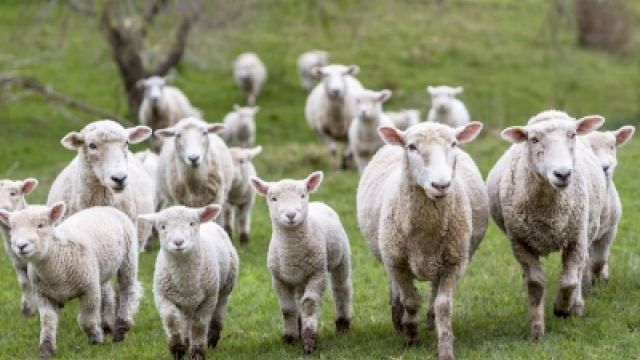 Contas, oltre 130mila agnelli marchiati Igp sulle tavole di Pasqua