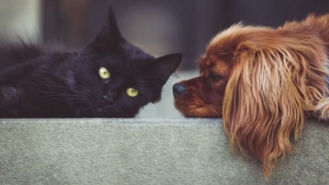 Quartu, riparte la campagna di sterilizzazione dedicata a cani e gatti