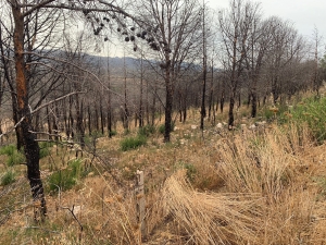 Sennariolo, riqualificazione ambientale e agroforestale dopo l&#039;incendio del 2021