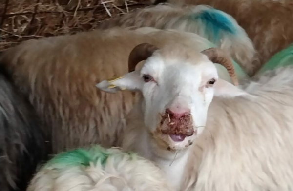 Tavolo verde, definiti gli importi degli indennizzi per la blue tongue