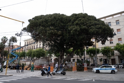 Cagliari, schianto di una delle branche del Ficus di piazza Ingrao