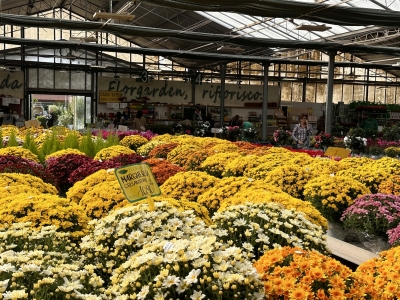 Coldiretti Sardegna, florivivaismo: festività a novembre, bene vendite fiori con una spesa media per famiglia di 30 euro, ma i costi di produzione elevati frenano i guadagni