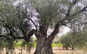 Agricoltura: camminata tra gli olivi, la Sardegna protagonista della settima edizione con 17 comuni coinvolti