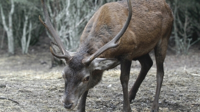 Malattia del cervo e blu tongue, nuovo allentamento delle restrizioni nell&#039;Isola