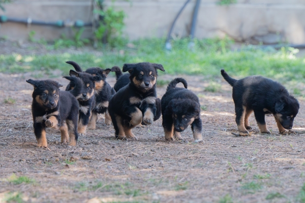 Sospette sostanze pericolose per animali, scatta il piano del Comune di Cagliari