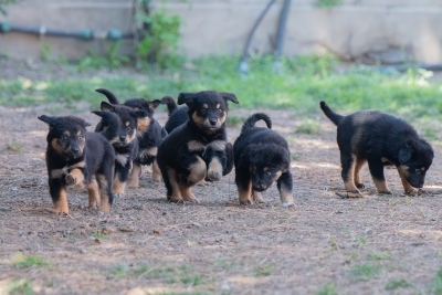 Sospette sostanze pericolose per animali, scatta il piano del Comune di Cagliari