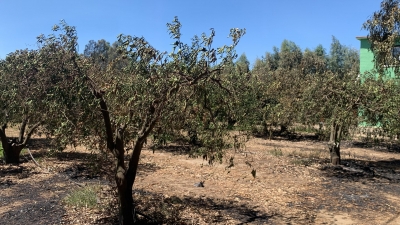 Coldiretti Sardegna: incendi, centinaia gli ettari a fuoco tra foraggi e agrumeti