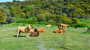 Dermatite nodulare contagiosa, revocata la zona di restrizione in Sardegna