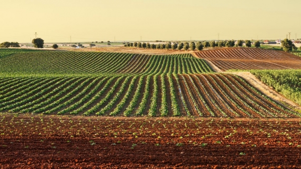 Agricoltura, 400 mila euro per le comunit&agrave; di tutela della biodiversit&agrave; e del cibo