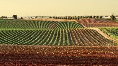 Agricoltura, 400 mila euro per le comunit&agrave; di tutela della biodiversit&agrave; e del cibo