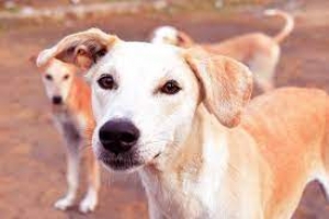 Quartu, appello per 100 cani da adottare: il Comune lancia una manifestazione d&#039;interesse per le associazioni