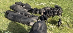 Coldiretti Sardegna: maialetto sardo, a Ferragosto &egrave; caccia al porcetto ma quanto di quello che arriva in tavola &egrave; davvero sardo? Prezzi bassi e importazioni mettono a rischio la filiera. Accelerare sul marchio Igp