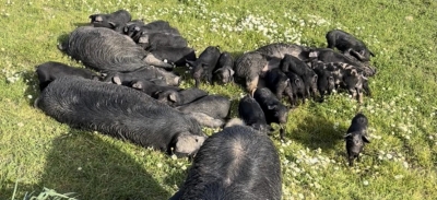 Coldiretti Sardegna: maialetto sardo, a Ferragosto &egrave; caccia al porcetto ma quanto di quello che arriva in tavola &egrave; davvero sardo? Prezzi bassi e importazioni mettono a rischio la filiera. Accelerare sul marchio Igp
