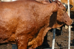 Dermatite nodulare bovina, incontro con associazioni di categoria. Todde: &ldquo;Misure straordinarie per sostenere gli allevatori e proteggere il patrimonio zootecnico della Sardegna"