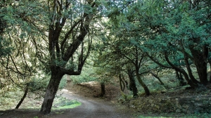 Aspal, 104 assunzioni a tempo indeterminato per l&rsquo;agenzia FoReSTAS, ripubblicato il bando per la copertura delle posizioni rimaste scoperte