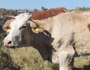 Dermatite bovina, dal Ministero nuovo stop di 15 giorni alla movimentazione dei capi