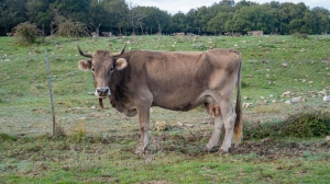 Dermatite bovina, conclusi gli abbattimenti finalizzati all&rsquo;eradicazione dei focolai: si allontana l&rsquo;ipotesi della zona di restrizione