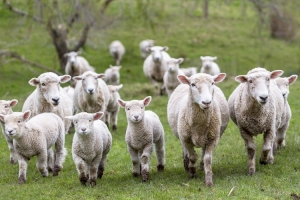 Contas, oltre 130mila agnelli marchiati Igp sulle tavole di Pasqua