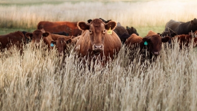 Dermatite bovina, l'assessore Agus: &ldquo;Soddisfatti che il Governo abbia accolto la nostra proposta di sblocco della movimentazione dei capi lontani dalle aree non soggette a restrizioni, ora risorse in variazione di bilancio per aiutare il comparto&rdquo;