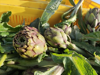Agricoltura, menzione speciale alla Regione per l'agrobiodiversit&agrave; della Sardegna
