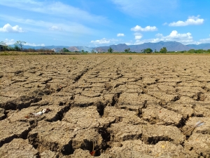 Quattro milioni di indennizzi per allevatori colpiti da crisi idrica, pubblicato elenco beneficiari
